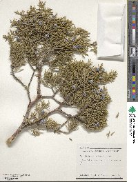 Juniperus occidentalis image