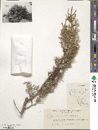 Juniperus phoenicea image