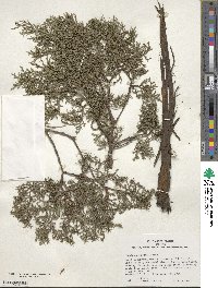 Juniperus ashei image