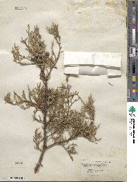 Juniperus deppeana image