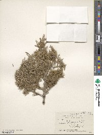 Juniperus foetidissima image