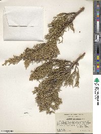 Juniperus occidentalis image