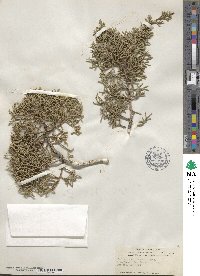 Juniperus occidentalis image