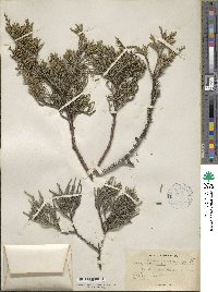 Juniperus occidentalis image