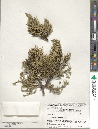 Juniperus occidentalis image