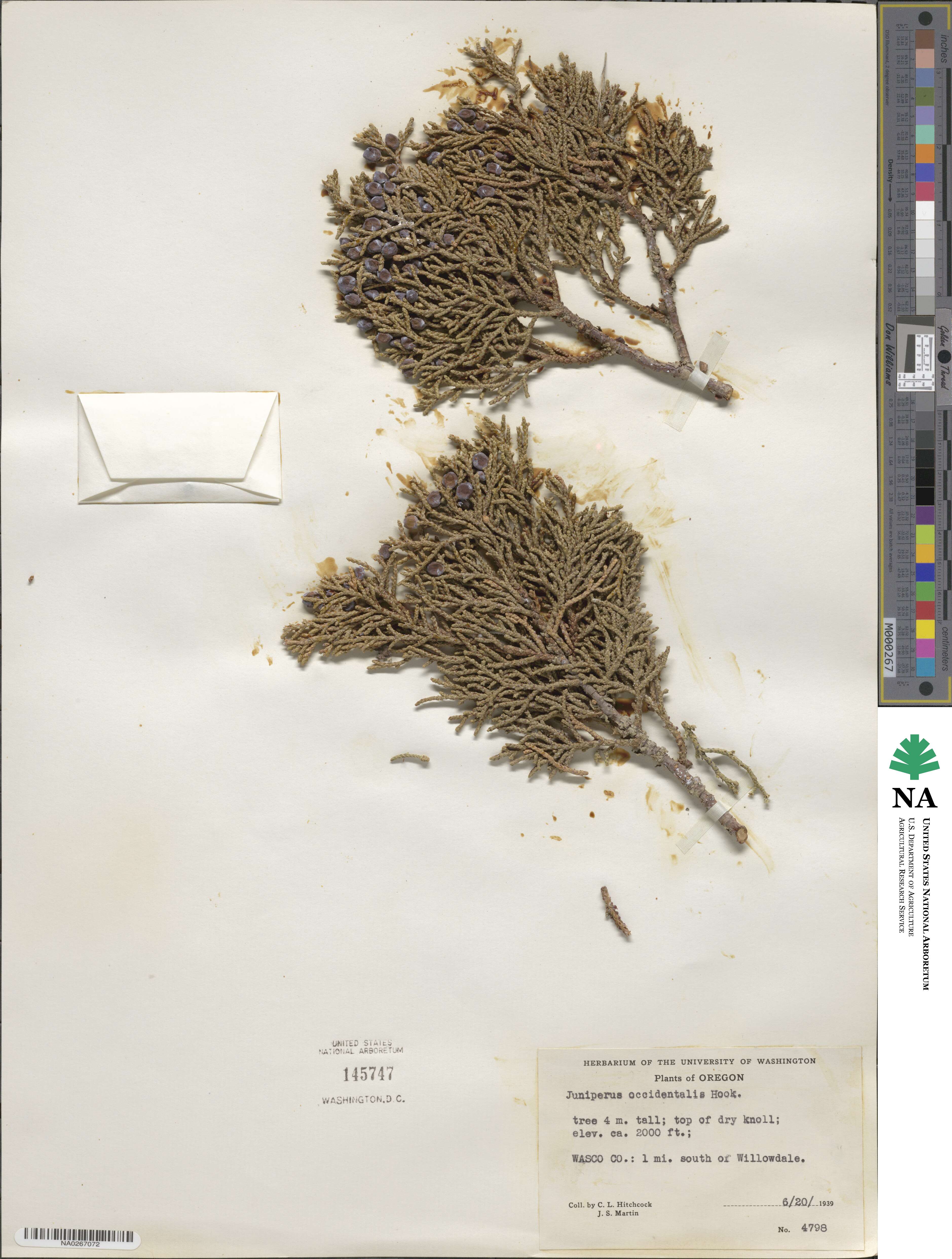Juniperus occidentalis image