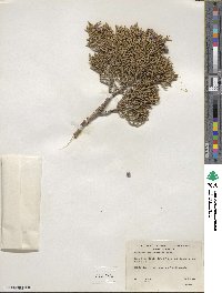 Juniperus occidentalis image