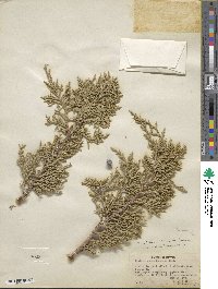 Juniperus osteosperma image