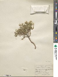 Juniperus osteosperma image