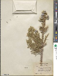 Juniperus osteosperma image