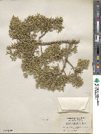 Juniperus osteosperma image