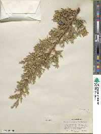 Juniperus osteosperma image