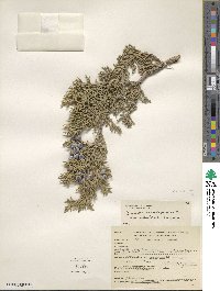 Juniperus osteosperma image