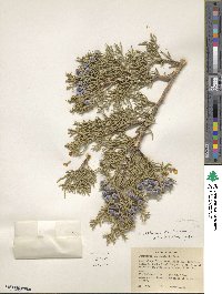 Juniperus osteosperma image