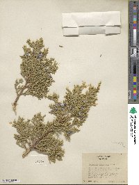 Juniperus osteosperma image