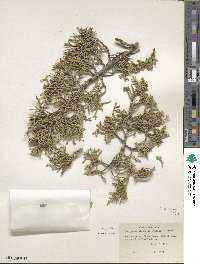 Juniperus osteosperma image