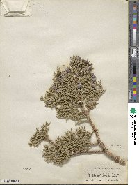 Juniperus osteosperma image