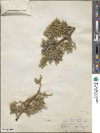 Juniperus osteosperma image