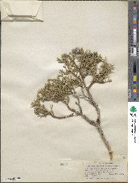 Juniperus osteosperma image