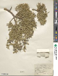 Juniperus osteosperma image