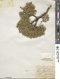 Juniperus osteosperma image