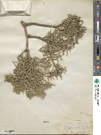 Juniperus osteosperma image