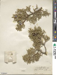 Juniperus osteosperma image