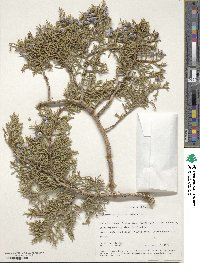 Juniperus osteosperma image