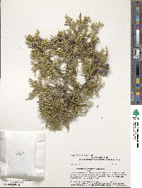 Juniperus osteosperma image