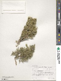 Juniperus osteosperma image