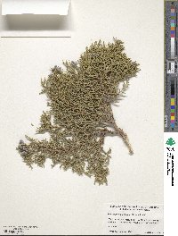 Juniperus osteosperma image