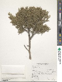 Juniperus osteosperma image