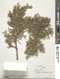 Juniperus osteosperma image