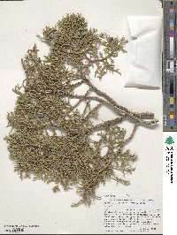 Juniperus osteosperma image