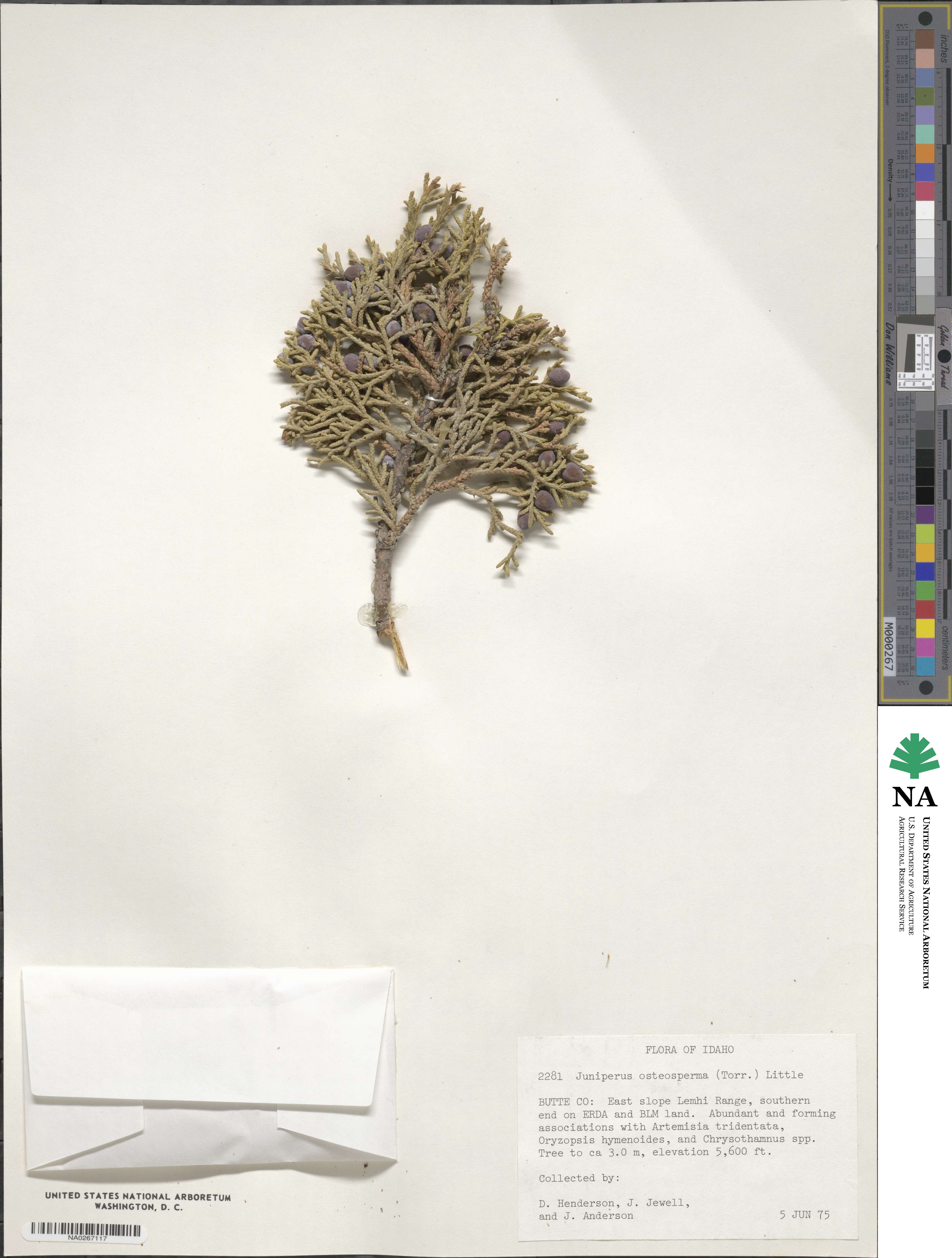 Juniperus osteosperma image