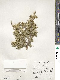 Juniperus osteosperma image