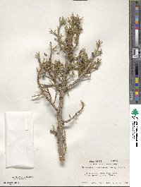 Juniperus osteosperma image