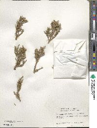 Juniperus osteosperma image