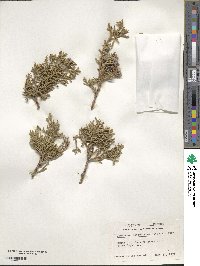 Juniperus osteosperma image