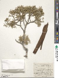 Juniperus osteosperma image