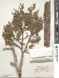 Juniperus osteosperma image