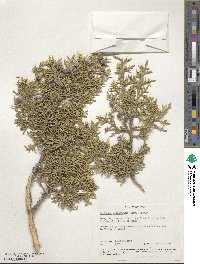 Juniperus osteosperma image