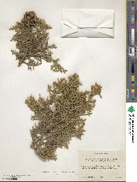 Juniperus osteosperma image