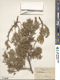 Juniperus osteosperma image