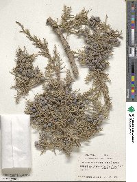 Juniperus osteosperma image