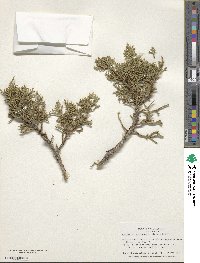 Juniperus osteosperma image