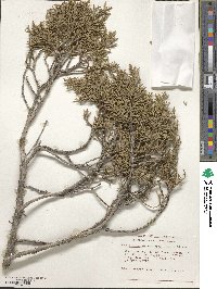 Juniperus osteosperma image