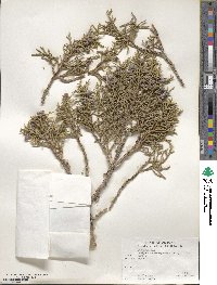 Juniperus osteosperma image