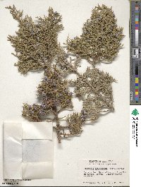 Juniperus osteosperma image