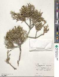 Juniperus osteosperma image